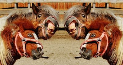 pony_in_der_lagerbox_erlaubt_w lagerbox